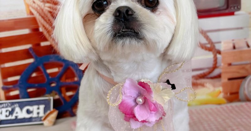 (( 2025.07.26 ))本日ご来店のモデルちゃん🐶Acocoシャンプー泡パックで手触りツルツル🥰⁡⁡いつもご来店頂き有難うござい...（2025.07.26） | 福島市のトリミングサロン 犬の美容室Poo（プー）│トリミング・ペットホテル・南福島・ペット