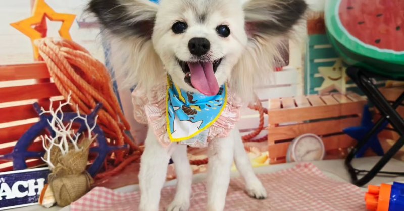 (( 2025.07.27 ))本日ご来店のモデルちゃん🐶Acocoシャンプーを使用してフワフワのサラサラになりました！⁡いつもご来店頂き.....（2025.07.27） | 福島市のトリミングサロン 犬の美容室Poo（プー）│トリミング・ペットホテル・南福島・ペット