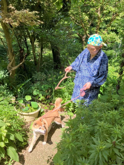 音羽山観音寺後藤住職の花だより - 住職が持ってきたのは山で見つけた鹿の角