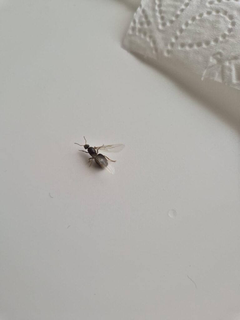 私のアパートのバグを特定するのを手伝ってください