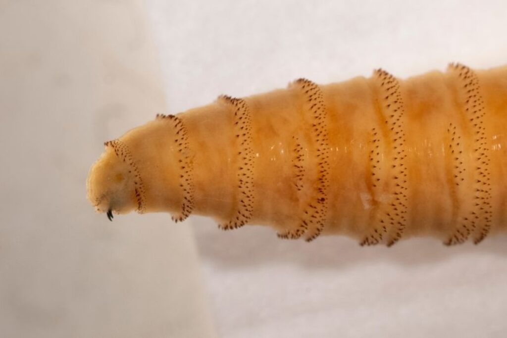 上空から数億匹のハエを投下、米政府が計画　その理由は - CNN.co.jp