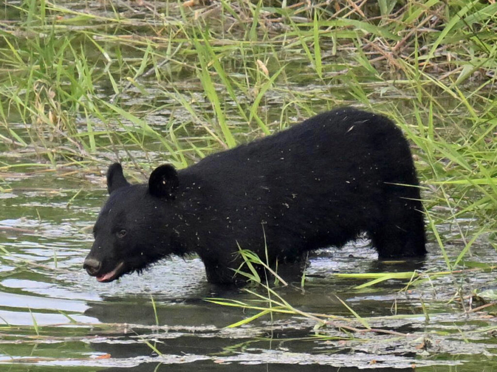 【速報】福島市街地でクマ出没、東北新幹線乗客から110番通報（福島民友新聞） - Yahoo!ニュース