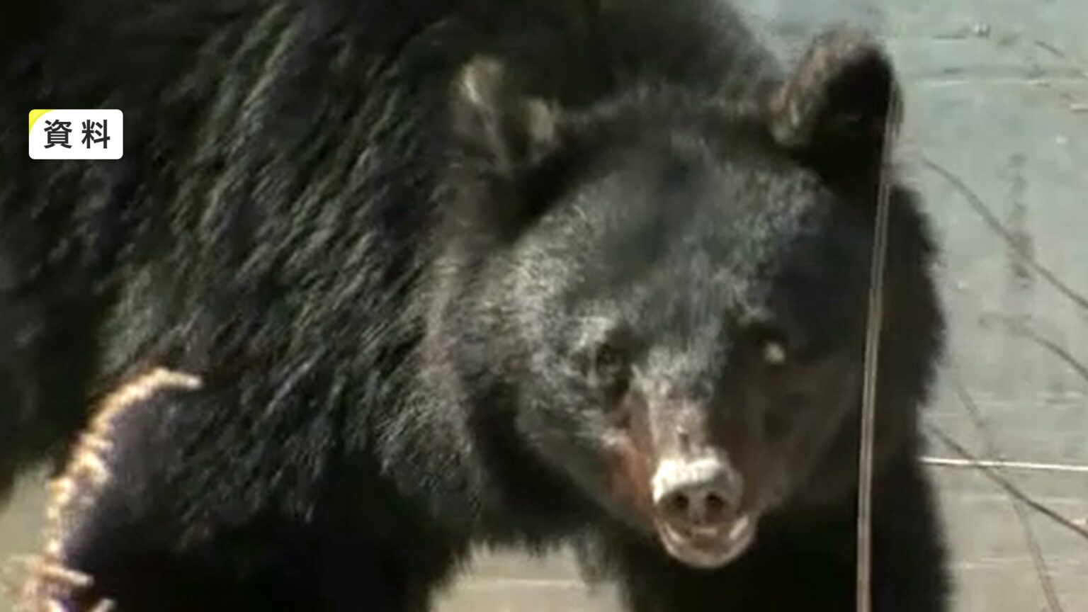 【速報】クマに襲われ女性死亡 頭をはじめ全身に引っかかれた傷 自宅居間で血を流して倒れているところを発見 岩手県北上市（岩手めんこいテレビ） - Yahoo!ニュース - Yahoo!ニュース