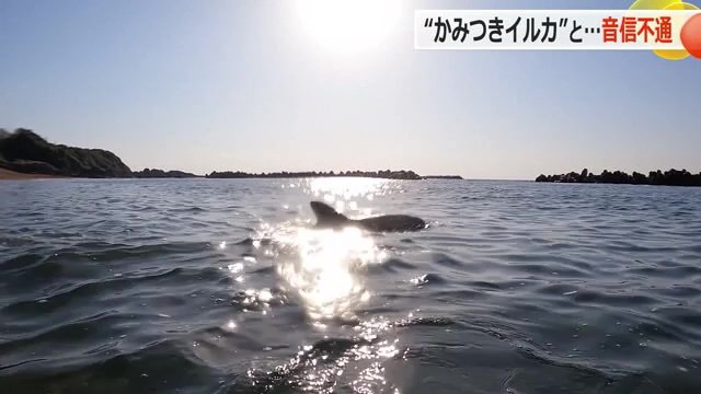 “かみつきイルカ”消息不明 福井県が発信器を装着も…信号途絶える 海水浴シーズン前に戦々恐々（FNNプライムオンライン） - Yahoo!ニュース - Yahoo!ニュース