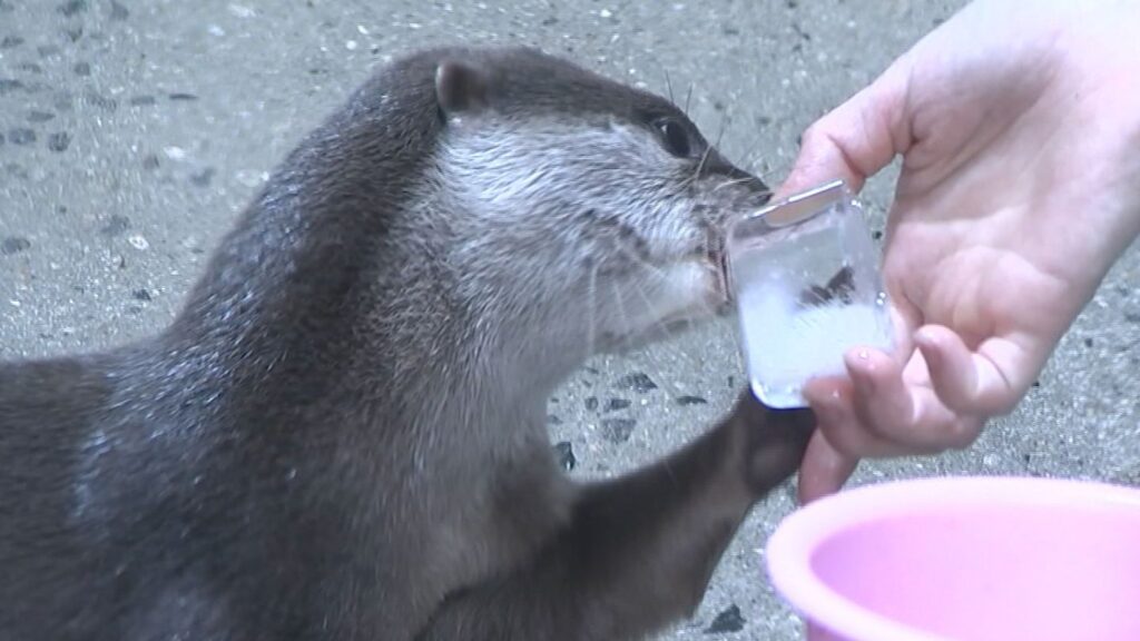 11日連続猛暑日の香川県 水族館にいる動物たちもぐったり食欲不振に「えさを食べない日も」【香川】（RSK山陽放送） - Yahoo!ニュース - Yahoo!ニュース