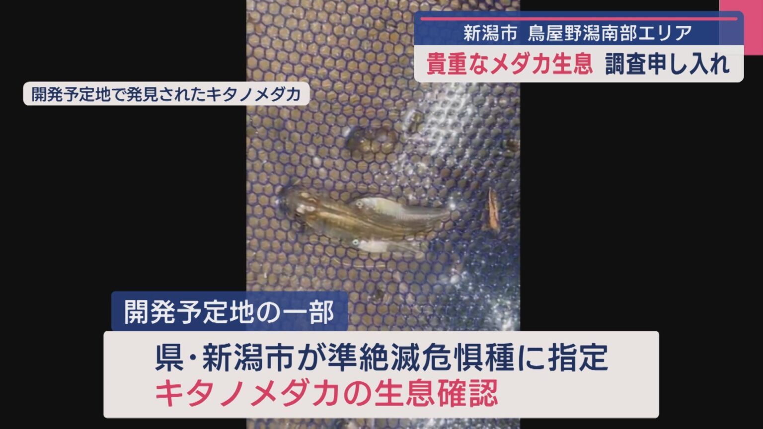 大型商業施設の建設計画「鳥屋野潟南部エリア」で貴重なメダカ生息 市に調査申し入れ【新潟】（UX新潟テレビ21） - Yahoo!ニュース
