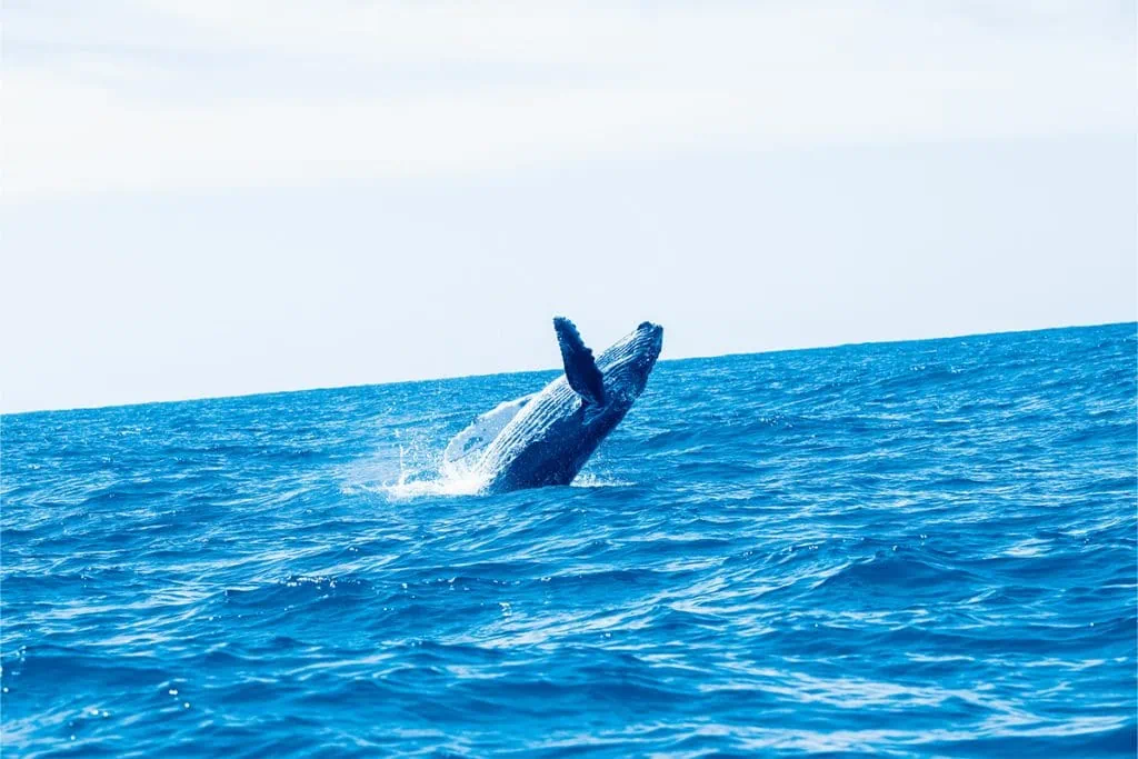 クジラのジャンプは記憶に残る圧倒的な光景！