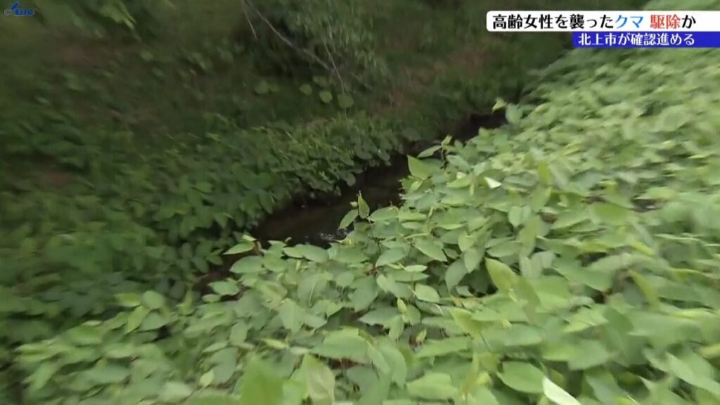 4日に女性が襲われて死亡した現場の付近でクマ1頭を駆除 しかしその後も別のクマ目撃があり注意呼びかけ 岩手・北上市（IBC岩手放送） - Yahoo!ニュース - Yahoo!ニュース