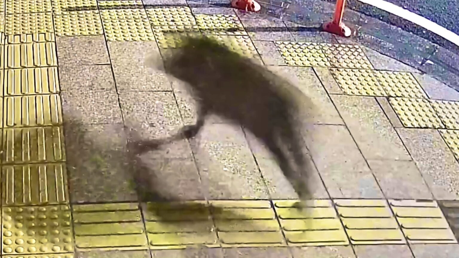 【繁華街にイノシシ】深夜2時の高知市に出没…パトカーに衝突、県職員の足元走り抜ける、けが人なし（テレビ高知） - Yahoo!ニュース - Yahoo!ニュース