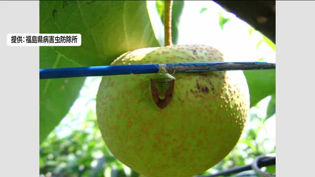 福島県が果樹カメムシ注意報発表 モモやナシなどの害虫 平年の2倍以上の発生 葉の観察など注意呼びかけ（福島テレビ） - Yahoo!ニュース - Yahoo!ニュース