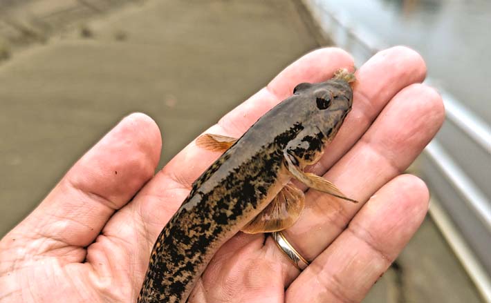 境川のハゼ釣りで10cmの良型含む29尾をキャッチ！【千葉】上げ潮狙いが的中