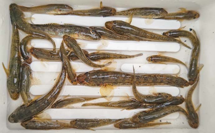 境川のハゼ釣りで10cmの良型含む29尾をキャッチ！【千葉】上げ潮狙いが的中