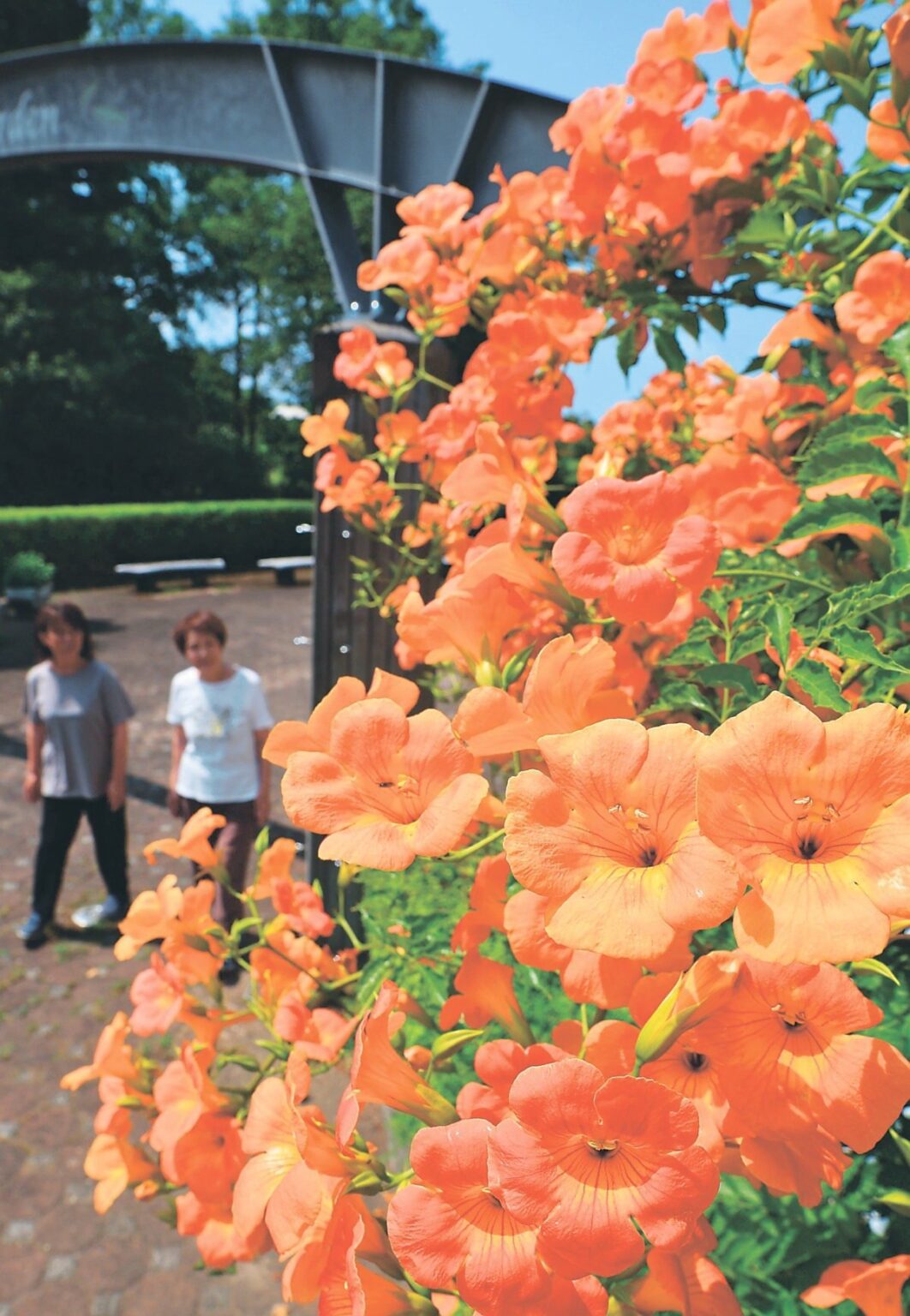 日差し浴び輝く夏色 富山県砺波市（北日本新聞） - Yahoo!ニュース