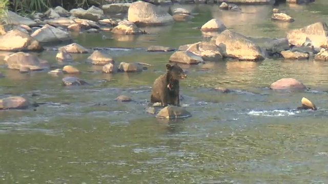 街の中心部で水遊び 福島市で相次いで目撃されたクマ リラックスした様子は再び出没の可能性 街中で遭遇したら?専門家が教える対処法【福島発】（FNNプライムオンライン） - Yahoo!ニュース - Yahoo!ニュース