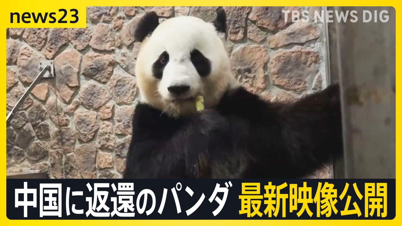 中国に返還の和歌山のパンダ最新映像公開“ゼロパンダ”は防げる?日中がジャイアントパンダ貸与を協議　日本産牛肉は中国に輸出再開に向け“前進”【news23】（TBS NEWS DIG Powered by JNN）