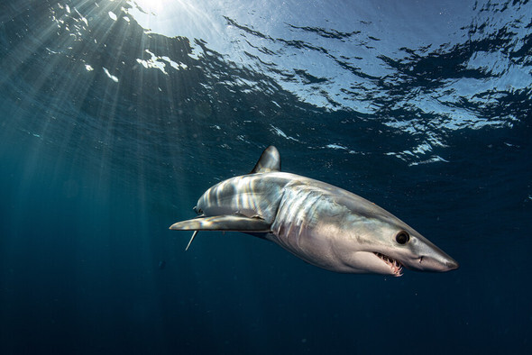 釣り上げたら「１０キロのアオザメ」…韓国東海で有害生物が相次いで出没（ハンギョレ新聞） - Yahoo!ニュース