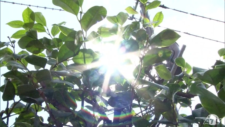 二十四節季「大暑」の青森県 三沢ですでに35℃ 県内で4日連続の「猛暑日」観測 “危険な暑さ”に注意を（ＡＴＶ青森テレビ） - Yahoo!ニュース - Yahoo!ニュース