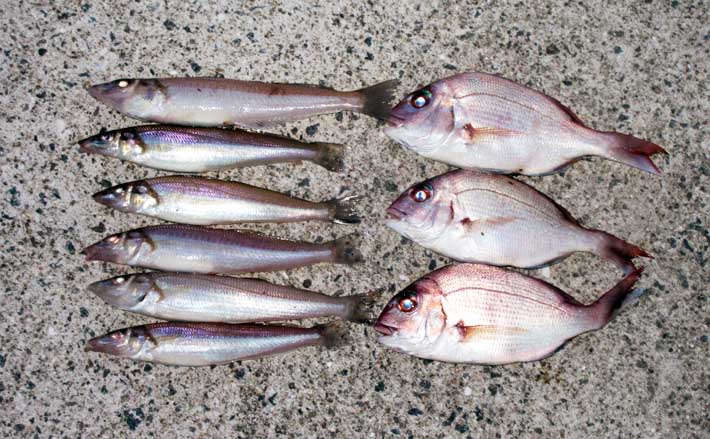 釣具屋主催のキスダービーに参戦!【和歌山】23cmと22cmを釣りあげて2位入賞 | TSURINEWS 釣具屋主催のキスダービーに参戦!【和歌山】23cmと22cmを釣りあげて2位入賞