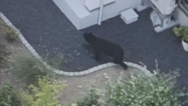 山形市北部の住宅街に出没したクマ捕獲できず 高速の山形ジャンクションでクマ目撃 同じ個体か（YBC山形放送） - Yahoo!ニュース - Yahoo!ニュース