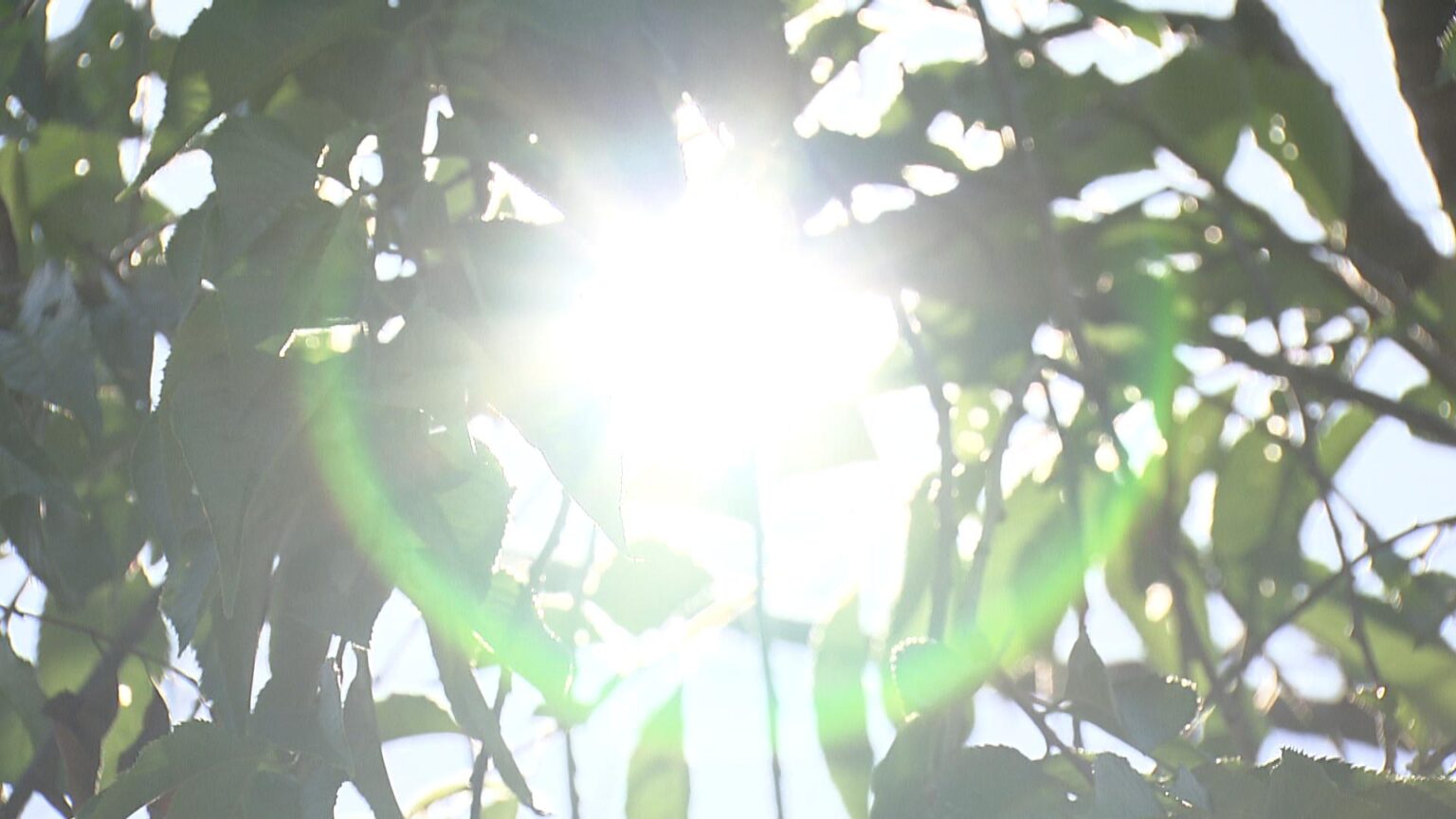 伊賀市で36.4℃ 各地で厳しい暑さ 2週間は高温の予想も 三重県（三重テレビ放送） - Yahoo!ニュース - Yahoo!ニュース
