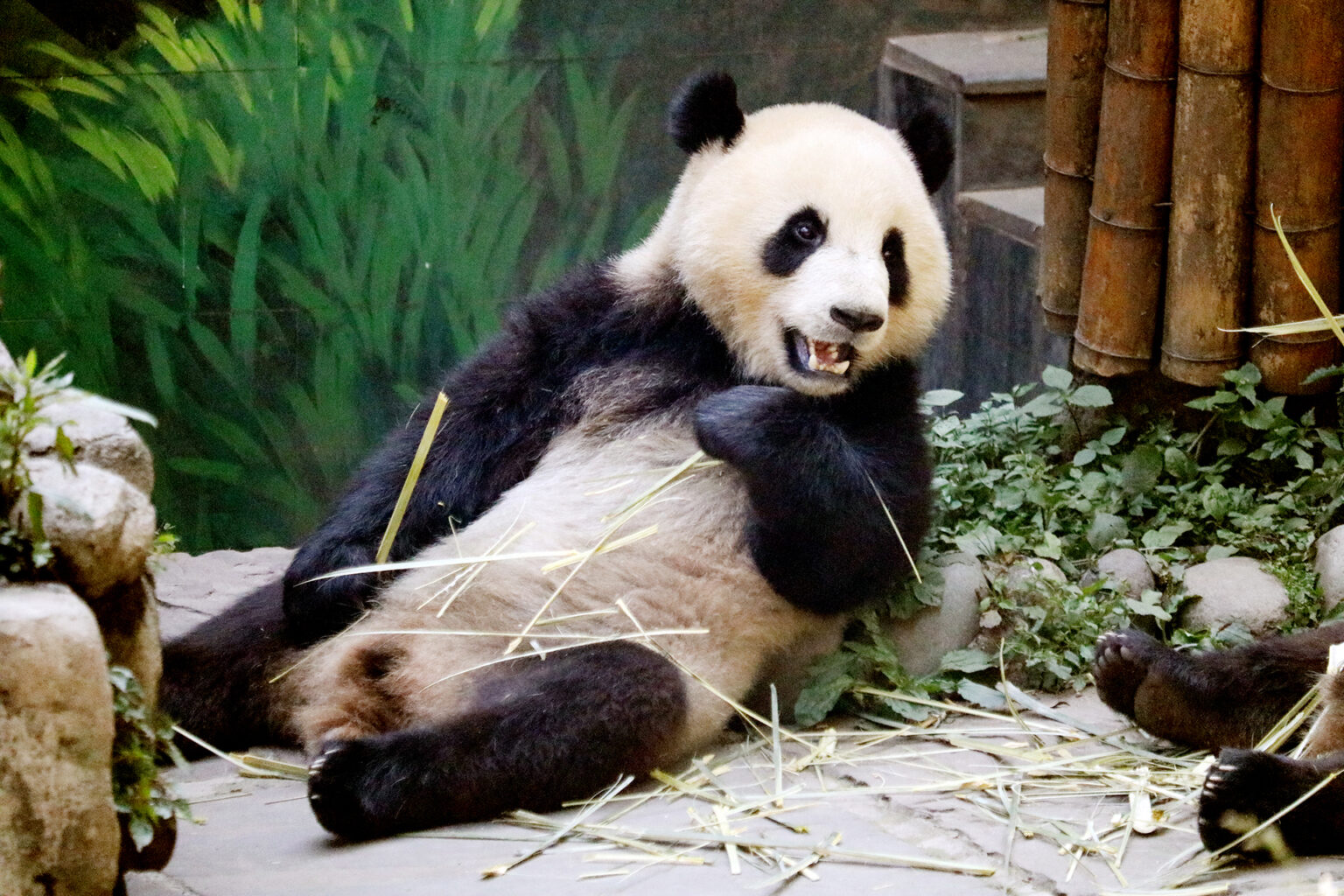 中国の3つのジャイアントパンダ基地を巡る旅 観光客が押し寄せる、パンダファンにはたまらない場所（おとなの週末） - Yahoo!ニュース - Yahoo!ニュース