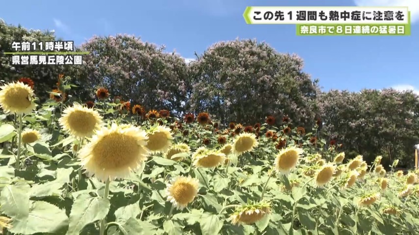 奈良市で８日連続の猛暑日 この先１週間も熱中症に注意を（奈良テレビ放送） - Yahoo!ニュース