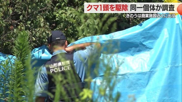 クマ1頭を駆除…夜の商業施設そばに出没・用水路にスイカの残がいも 山形市北部に出没していたクマと同一個体かは今後確認【山形発】（FNNプライムオンライン） - Yahoo!ニュース - Yahoo!ニュース