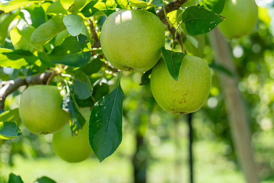 りんごも育ちます