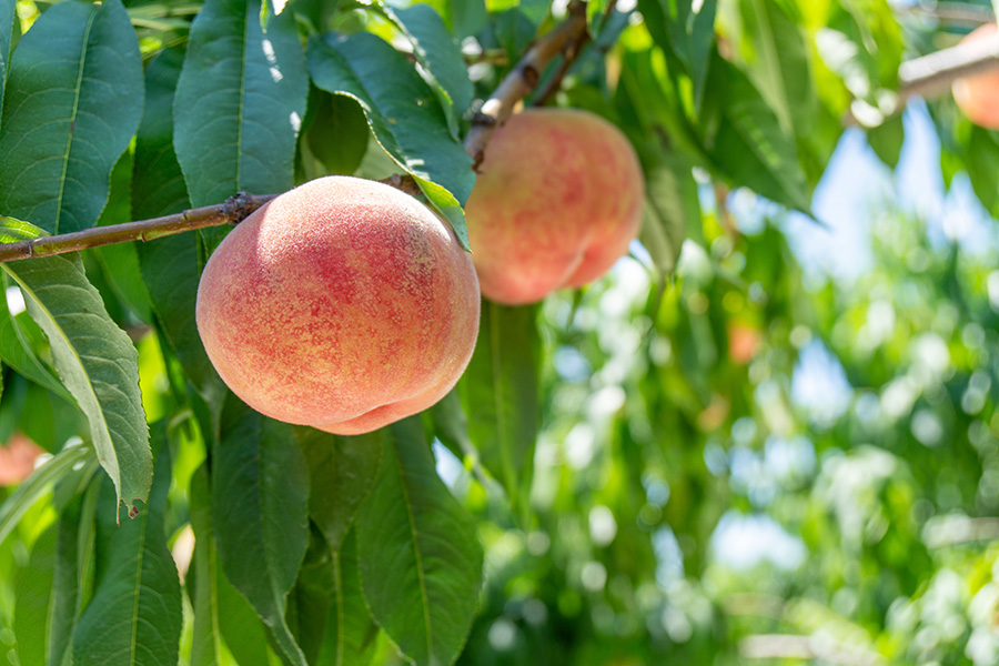 福島の桃！