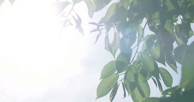 11日連続で新潟県に「熱中症警戒アラート」 8月2日頃にかけて最高気温35℃以上となる予想も｟新潟》（TeNYテレビ新潟） - Yahoo!ニュース - Yahoo!ニュース