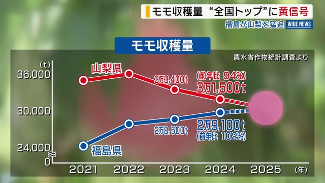 山梨のモモ収穫量 「日本一」の座に“黄信号” 59年連続トップも福島が猛追 山梨（YBS山梨放送） - Yahoo!ニュース