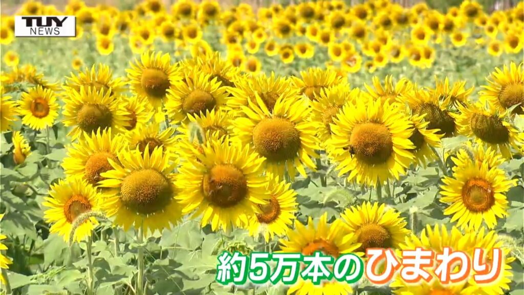 「まだ泊まりたい」東京からの子どもたちも大興奮! 5万本の "ひまわり迷路" が開園!（山形・天童市）（テレビユー山形） - Yahoo!ニュース