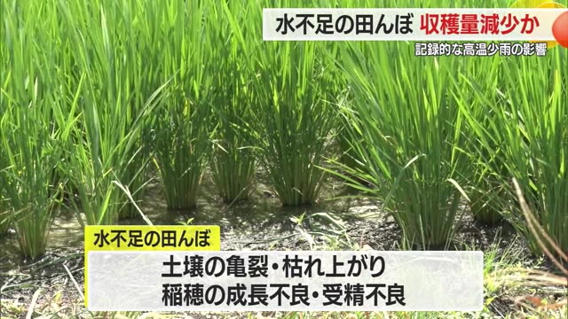 【山形】土壌の亀裂・枯れ上がりなど水不足の田んぼで収穫量減少か…6月下旬から続く高温少雨の影響（さくらんぼテレビ） - Yahoo!ニュース - Yahoo!ニュース