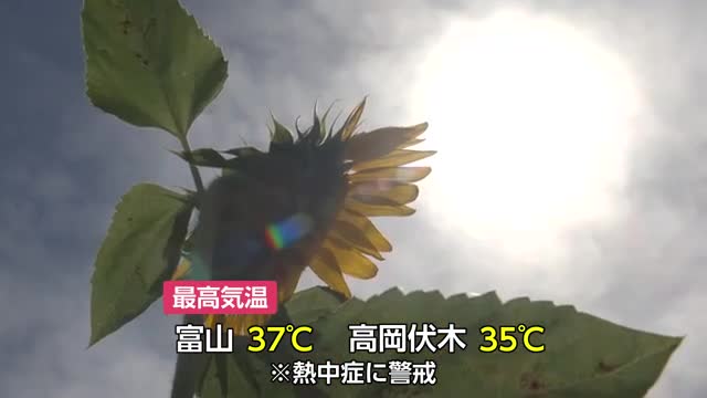 富山市の予想最高気温37度…今年11回目の「熱中症警戒アラート」射水市では15万本のヒマワリ咲き誇る（富山テレビ） - Yahoo!ニュース - Yahoo!ニュース