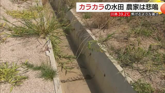「焦げそうです」島根県川本で40℃に迫る猛暑！用水路はカラカラ…米農家が頭抱える少雨高温続く（島根）（TSKさんいん中央テレビ） - Yahoo!ニュース - Yahoo!ニュース