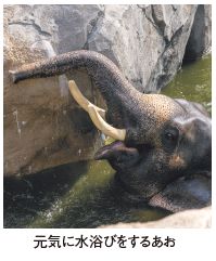 元気に水浴びをするあお