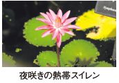 夜咲きの熱帯スイレン