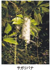 サガリバナ