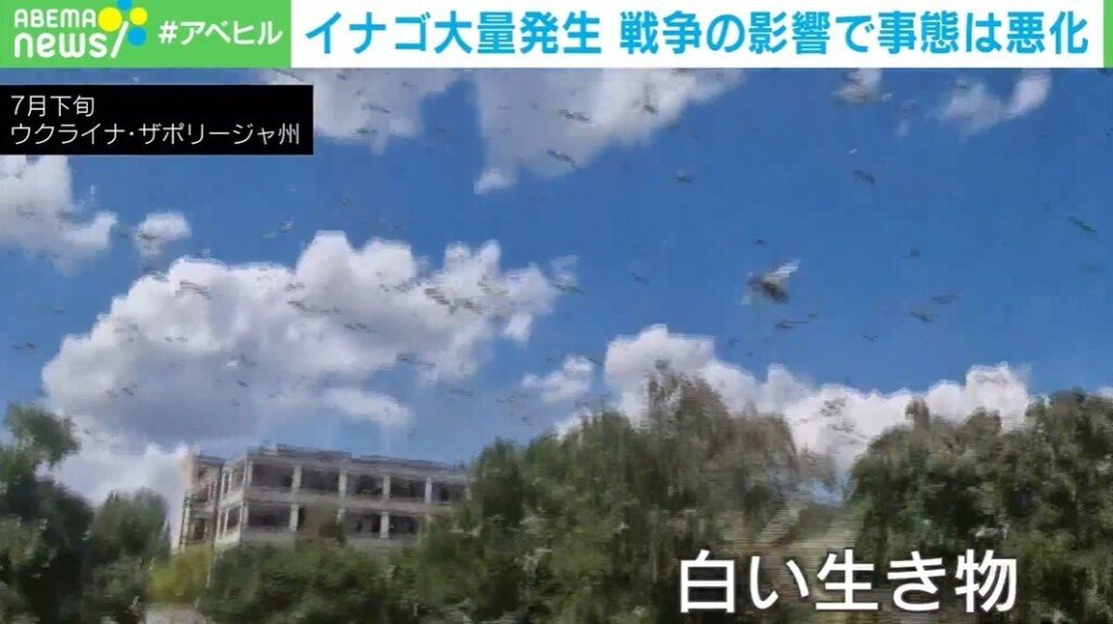 草むらから大量の“白い生き物”が発生し農地襲撃 ロシア軍のダム破壊による思わぬ影響 ウクライナ（ABEMA TIMES） - Yahoo!ニュース - Yahoo!ニュース