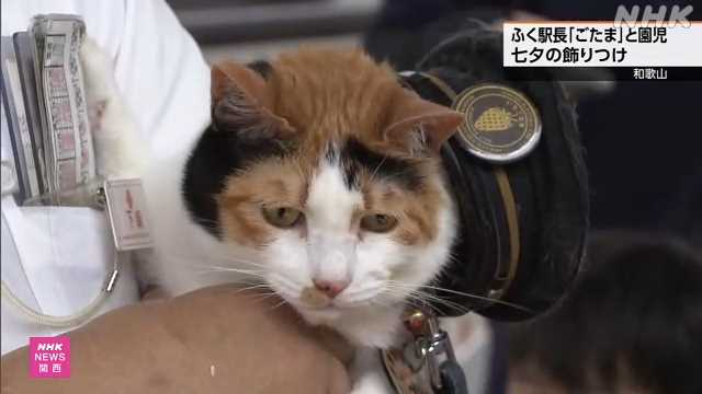 和歌山電鉄 猫の「ふく駅長」と園児が駅で七夕の飾りつけ｜NHK 和歌山県のニュース