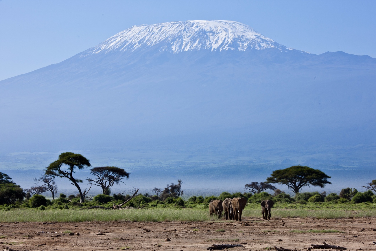 キリマンジャロ