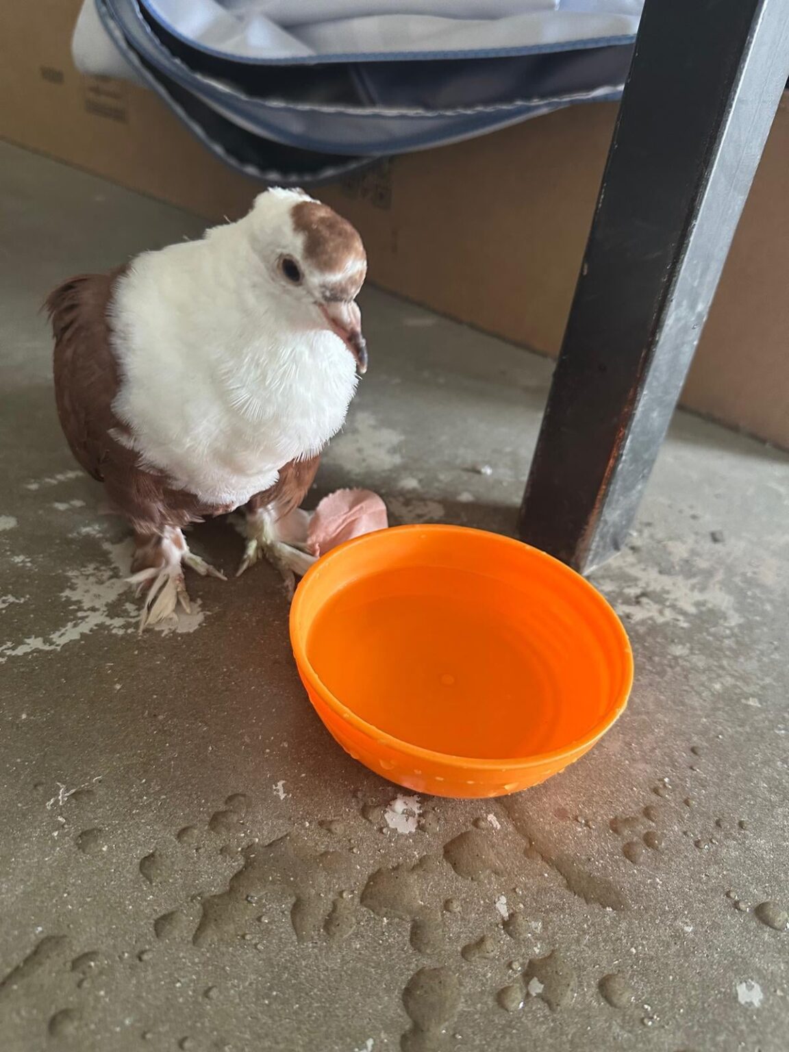 鳩を見つけました！