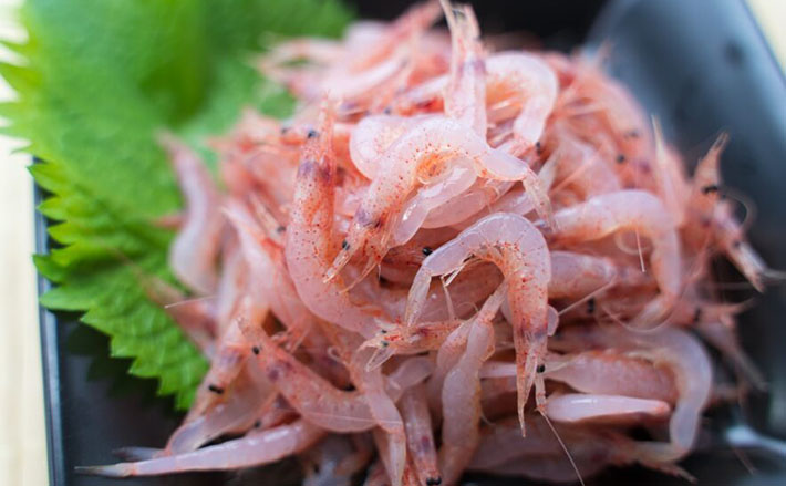 『サクラエビ』は黒潮によって台湾から駿河湾にやってくる？　遺伝的交流が明らかに