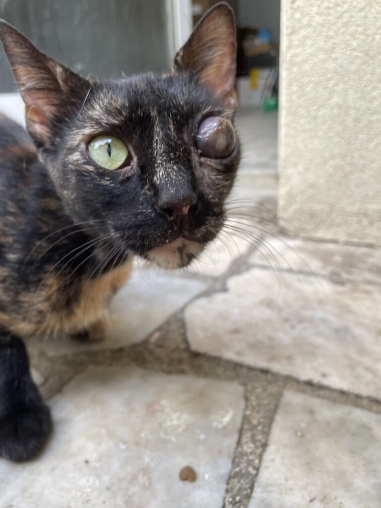 私が今日彼の目で来るゴツゴツした子猫の一つ...私は何をしなければなりませんか