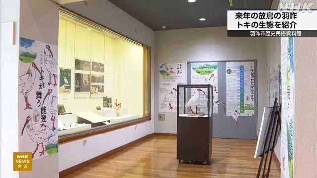 石川 羽咋でトキの生態紹介する展示会 来年 本州で初の放鳥｜NHK 石川県のニュース