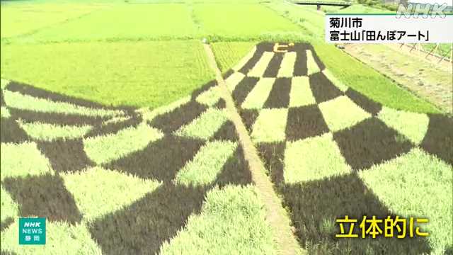 静岡 菊川 「田んぼアート」 稲穂で富士山と駿河湾を表現｜NHK 静岡県のニュース