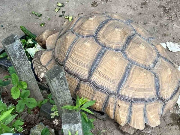 新潟市 イベント 7月