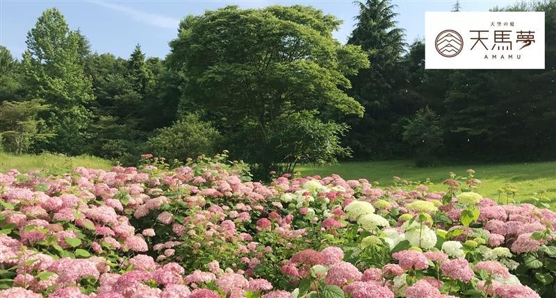 【茨城県】「天空の庭 天馬夢」で約3,600株の紫陽花が見頃に！7/14-15の2日間限定 『紫陽花広場』の一般公開を初開催 - ラブすぽ