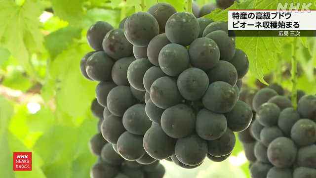 特産の高級ブドウ ピオーネの収穫始まる 広島 三次｜NHK 広島のニュース