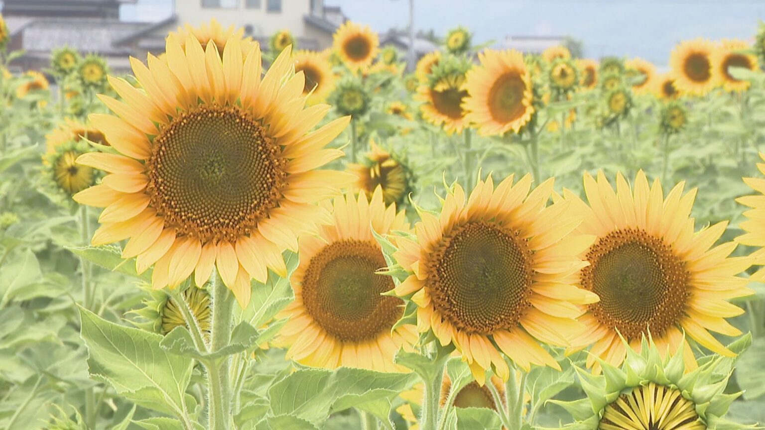 真夏の花といえば！畑一面にヒマワリ咲き誇る　香川・善通寺市 | KSBニュース | KSB瀬戸内海放送